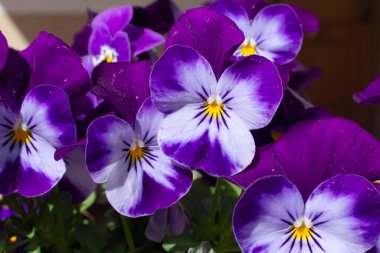 Baharda açan mavi hanım evlatları 