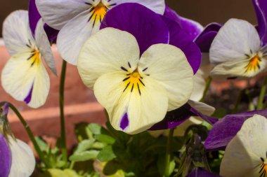 Baharda açan beyaz hanım evlatları 