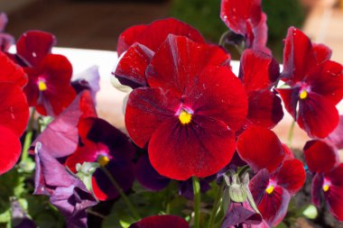 Baharda açan kırmızı hanım evlatları