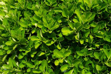 Baharda bahçedeki çitlerin arka planı ya da dokusu 