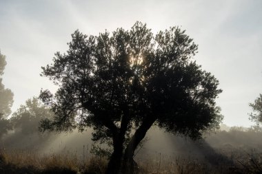 Gündoğumunda sisli Akdeniz zeytinliği