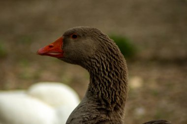 Prensin bahçesinde ördek 