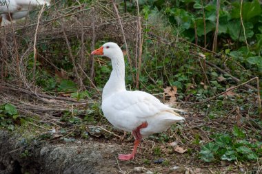 Prensin bahçesinde ördek 