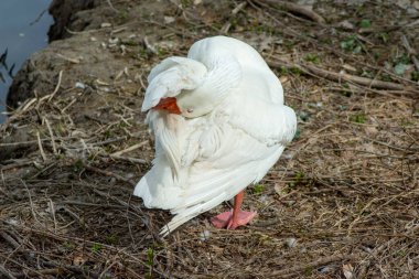 Prensin bahçesinde ördek 