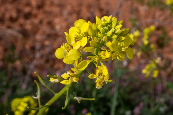 Rorippa Sylvestris Oruga Palustre Flor Amarilla Salvaje Primavera —  Fotos de Stock