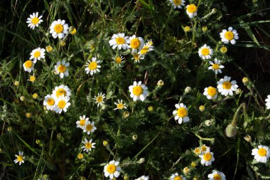 Tarlada yabani papatya çiçeği