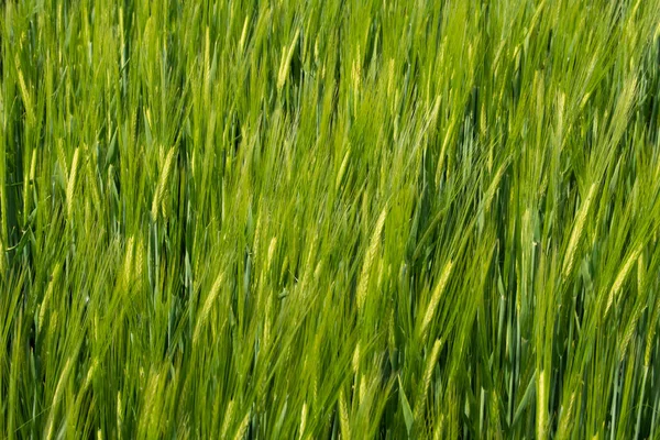 Coltivazione Cereali Grano Verde Primavera — Foto Stock