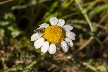 Baharda örümcekli papatya çiçeği