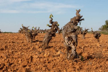 Baharda Akdeniz üzüm bağında asmalar 