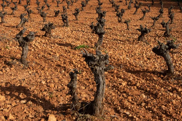 春の地中海ブドウ畑のワイン — ストック写真
