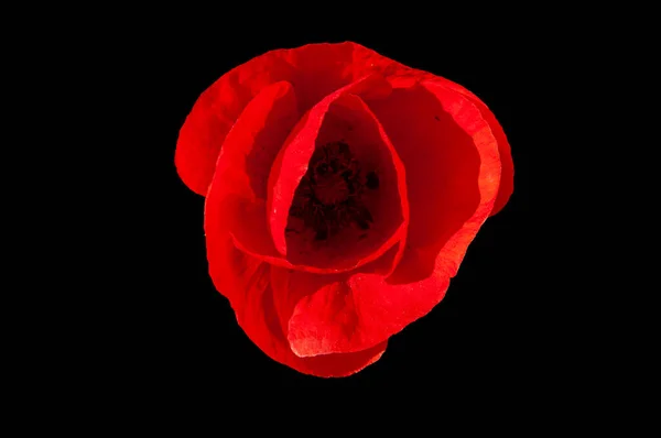 Dzikie Kwiaty Czerwony Mak Wiosną — Zdjęcie stockowe