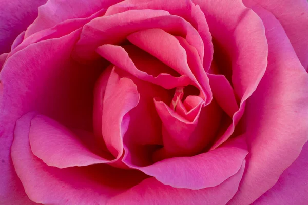 Pink Rose Garden Flower Spring — Stock Photo, Image