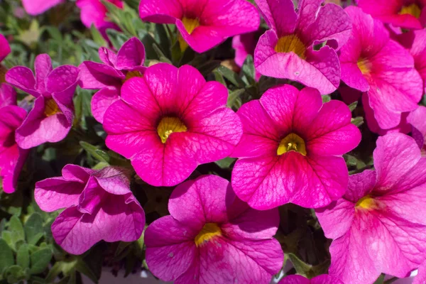 Petunia Fleur Printemps Dans Jardin — Photo