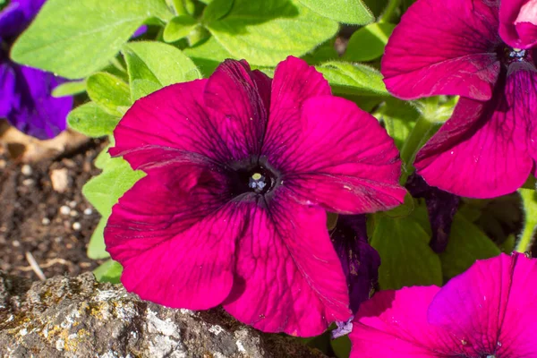 庭の春にペチュニアの花 — ストック写真