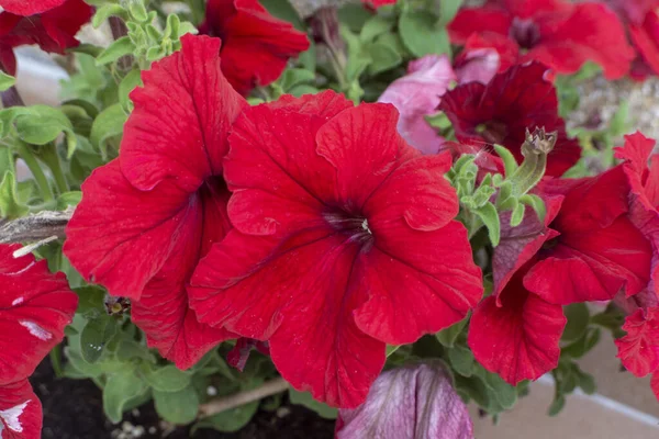 庭の春にペチュニアの花 — ストック写真