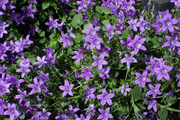 Fleurs Lilas Bleuâtres Dans Jardin Printemps — Photo