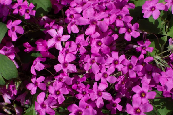 春の庭のピンクの花 — ストック写真