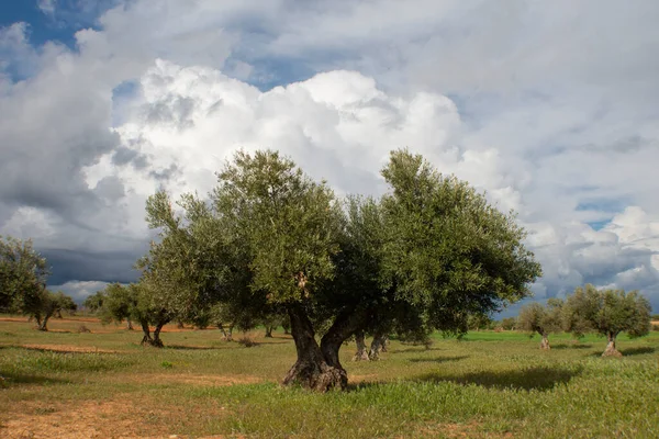 Middellandse Zeelandse Olijfgaard Van Honderdjarige Olijfbomen Gemeenschap Madrid Spanje — Stockfoto