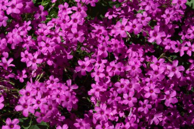 Baharda bahçede pembe çiçekler