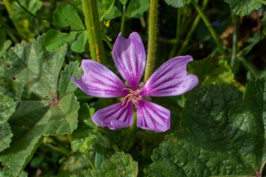 İlkbaharda tarlada yaygın yaban gülü çiçeği