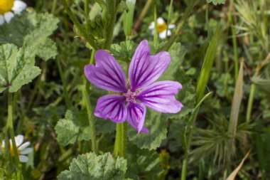 İlkbaharda tarlada yaygın yaban gülü çiçeği