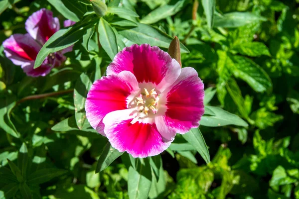 春の庭の花 ペチュニア — ストック写真