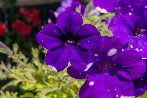 Trädgårdsblommor Petunior Våren — Stockfoto