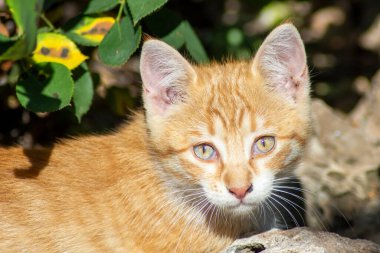Evcil hayvanlar, kediler, dinlenen turuncu kedi yavrusu.