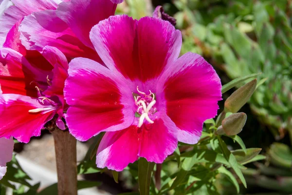 春の庭の花 ペチュニア — ストック写真