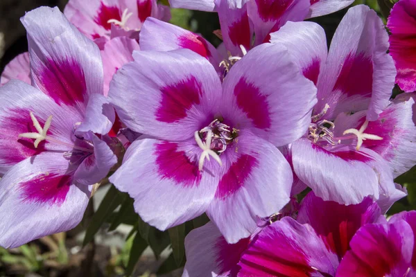 春の庭の花 ペチュニア — ストック写真