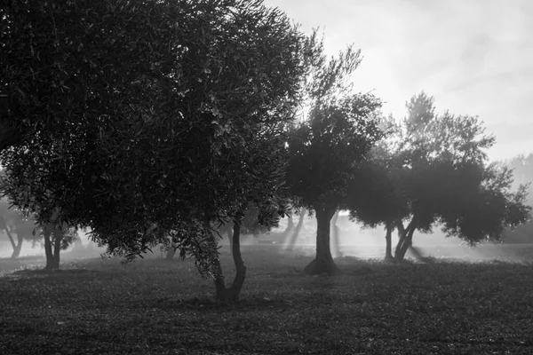 Autumn Sunrise Olive Grove Black White — Stok fotoğraf