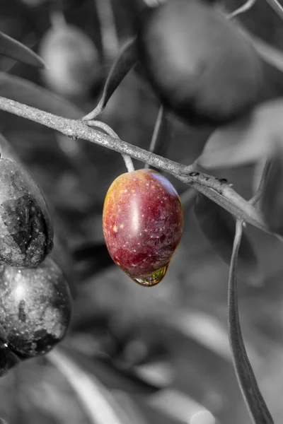 Modne Oliven Med Kveldsdugg Ved Daggry – stockfoto