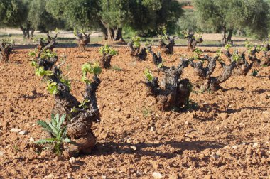 Strains with new leaf sprouts in the vineyard