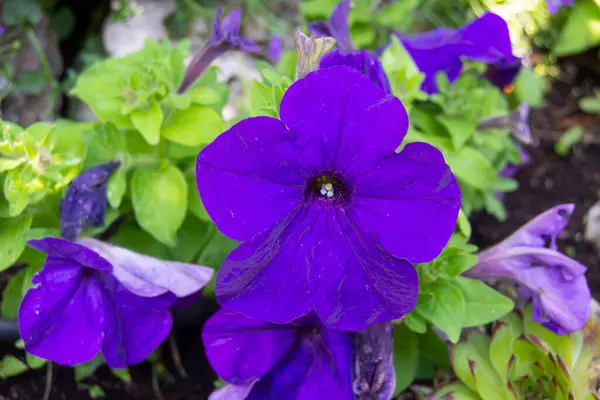 春の庭の花 青いペチュニア — ストック写真