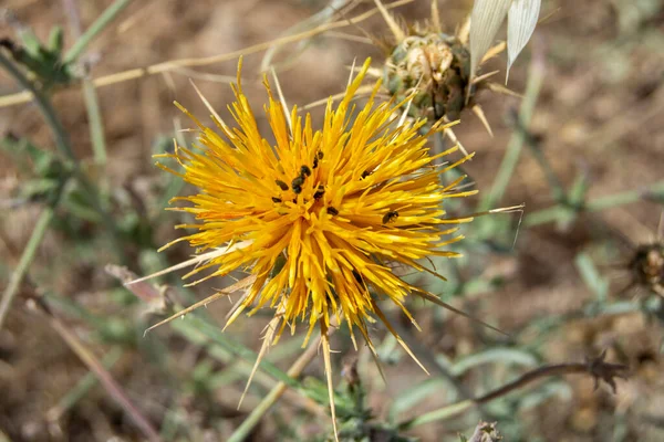 Yazın Tarlada Sarı Devedikeni Çiçeği — Stok fotoğraf