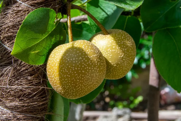 Nashi Orientaliska Päron Eller Sand Päron Mognad Trädet Exotiska Frukter — Stockfoto