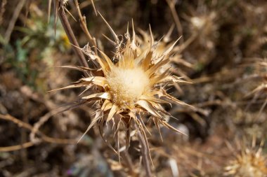 Yazın tarlada kuruyan devedikeni çiçeği.