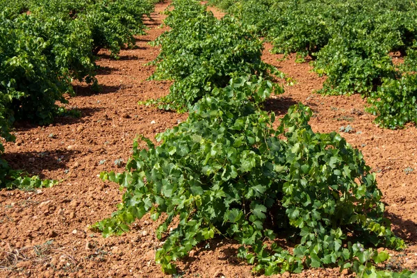 Mediterranean White Grape Vineyard Community Madrid — Stock Photo, Image