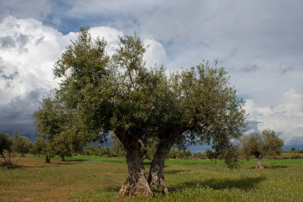 Оливкове Дерево Середземноморському Оливковому Гаї Штормовими Хмарами Задньому Плані — стокове фото