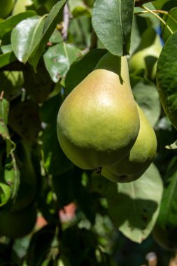 Ağaçtaki doğal meyve, yazın olgunlaşan armutlar.