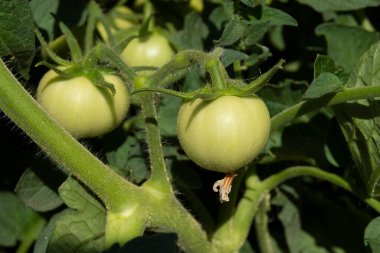 Yazın çalılıklarda olgunlaşan yeşil domatesler