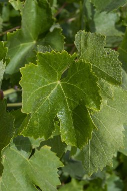 Yazın üzüm bağında üzüm yaprağı