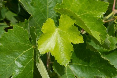 Yazın üzüm bağında üzüm yaprağı