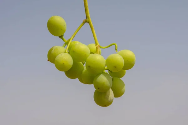 夏天成熟的一丛丛年轻的白葡萄 — 图库照片