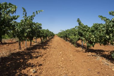 Yazın üzüm bağlarında sarmaşıklarda beyaz üzüm bağları