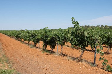 Yazın üzüm bağlarında sarmaşıklarda beyaz üzüm bağları