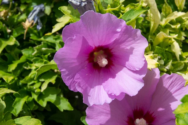 庭の花ハイビスカス Moscheutos 沼の花やピンク色の芝生 — ストック写真