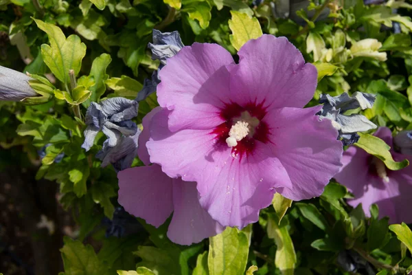 庭の花ハイビスカス Moscheutos 沼の花やピンク色の芝生 — ストック写真