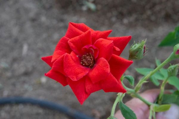 Czerwona Róża Ogrodzie Latem — Zdjęcie stockowe