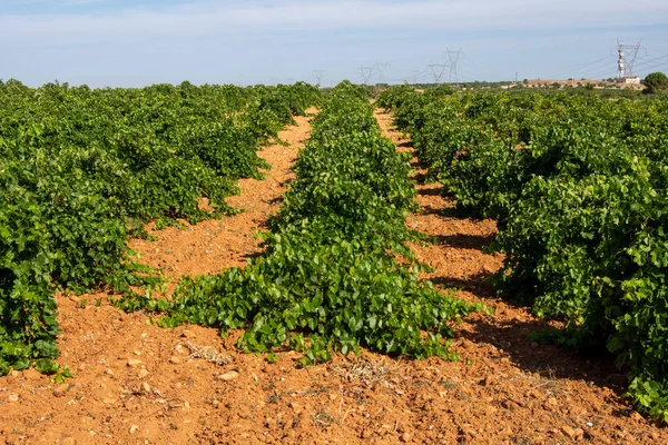 Vinhedo Vidro Com Uvas Amadurecendo Verão — Fotografia de Stock